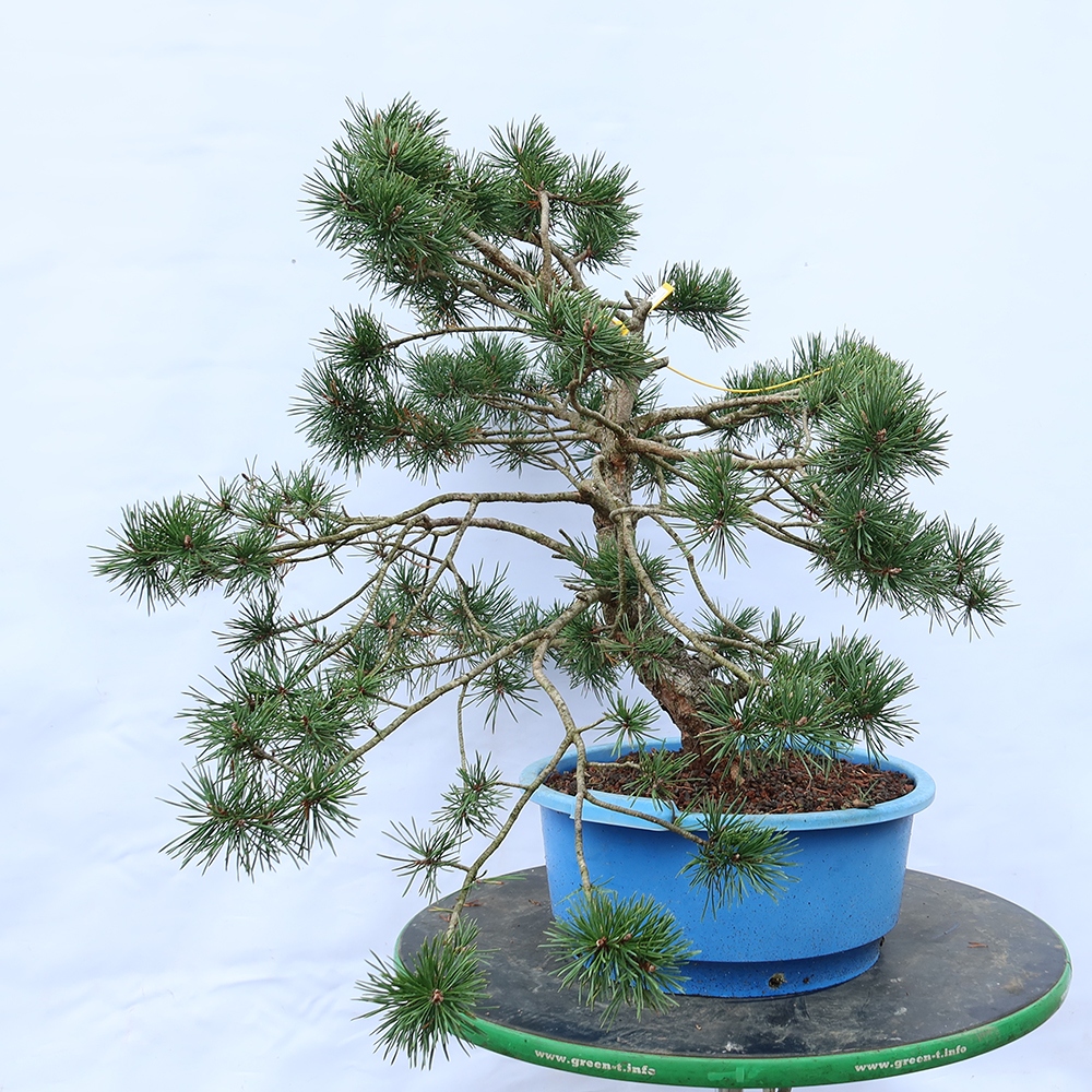 Pinus sylvestris Španělsko - borovice lesní
