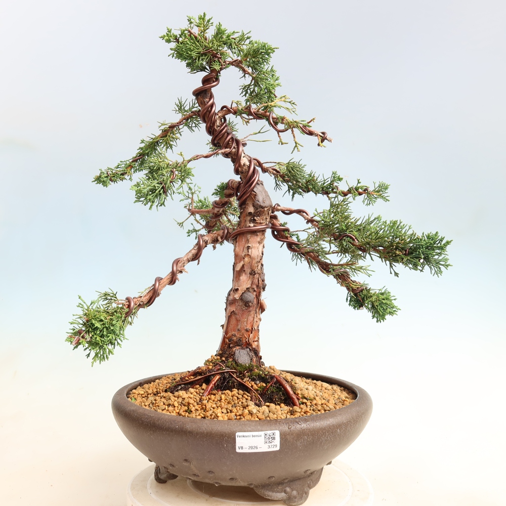 Venkovní bonsai - Juniperus chinensis Kishu -Jalovec čínský