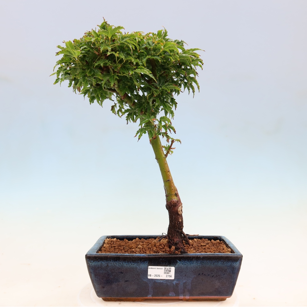 Venkovní bonsai -Javor dlanitolistý Acer palmatum Shishigashira