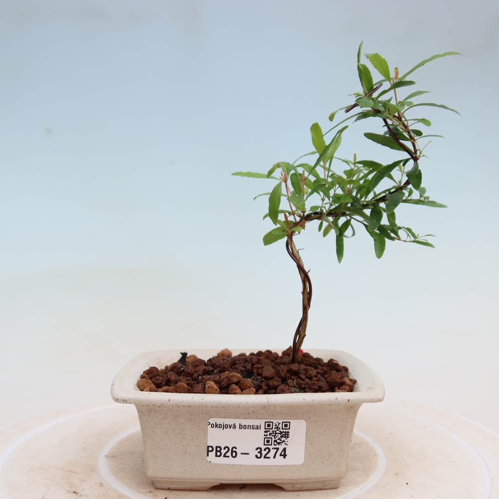 Pokojová bonsai-PUNICA granatum nana-Granátové jablko