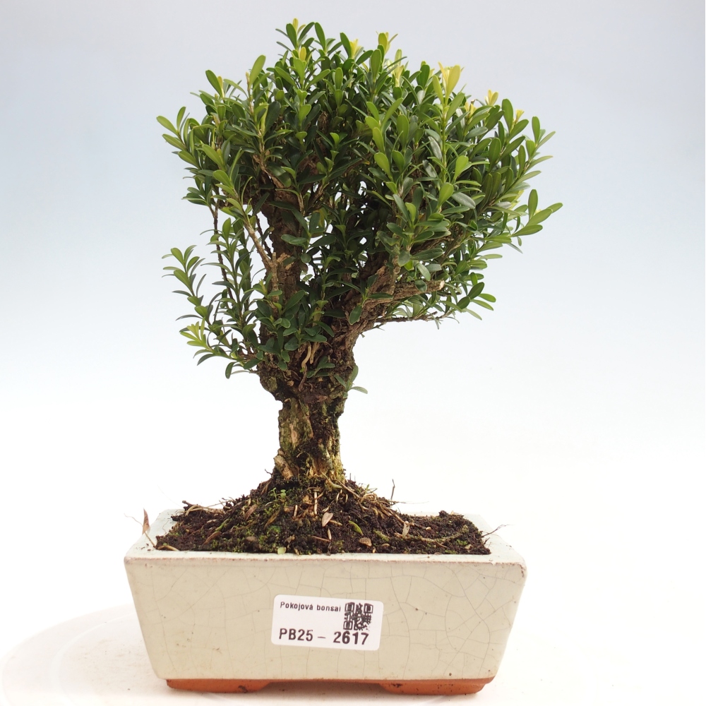 Pokojová bonsai - Buxus harlandii -korkový buxus