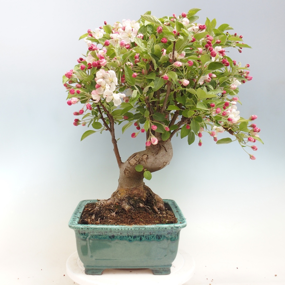 Venkovní bonsai -Malus halliana - Maloplodá jabloň