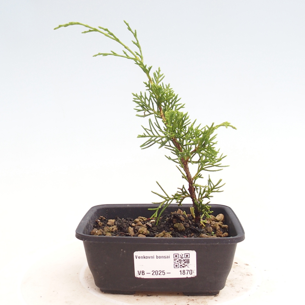 Venkovní bonsai - Juniperus chinensis Itoigawa -Jalovec čínský