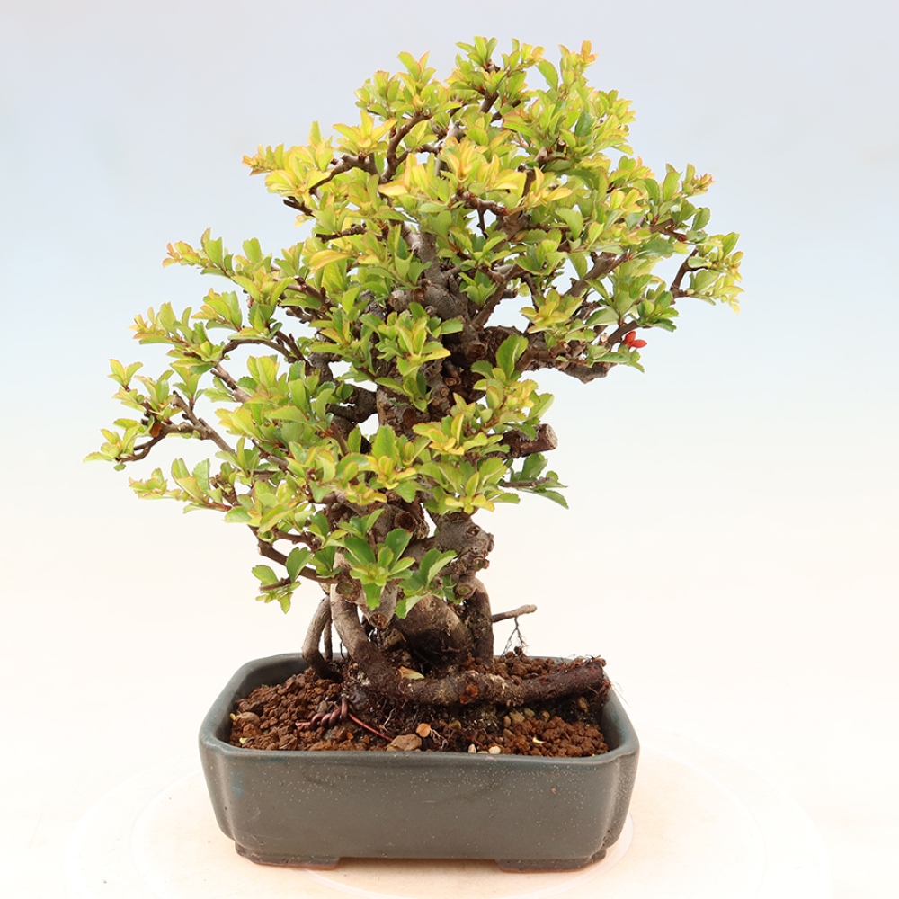 Venkovní  bonsai -  Chaneomeles speciosa Chojubai - Kdoulovec ozdobný