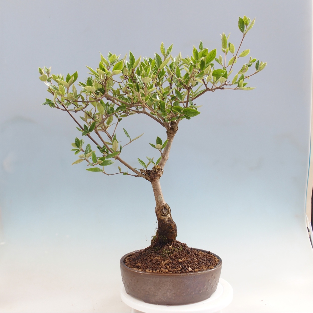 Venkovní bonsai-Kalina Bodnanská - Viburum carlesii hemsi 