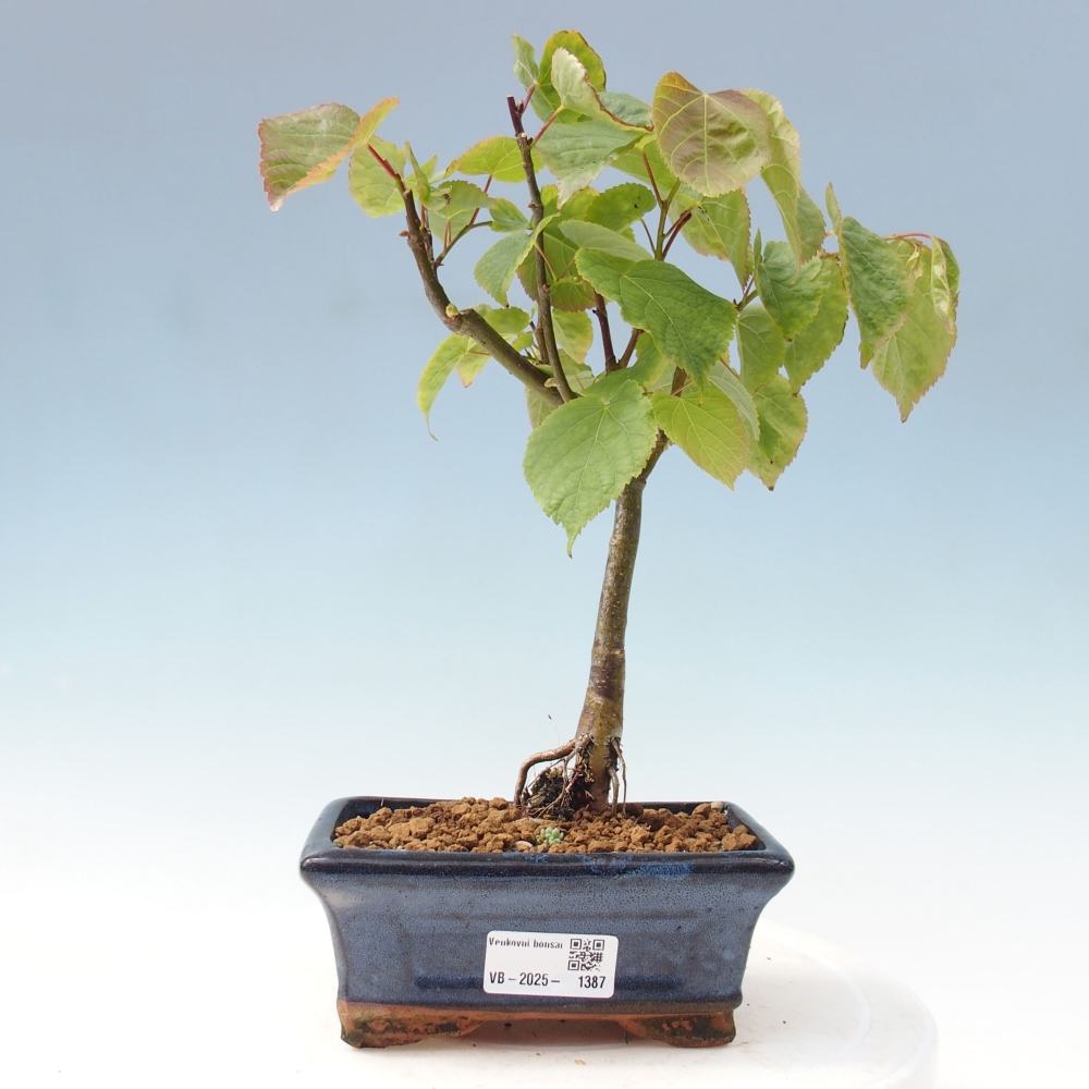 Venkovní bonsai - Lípa srdčitá - Tilia cordata