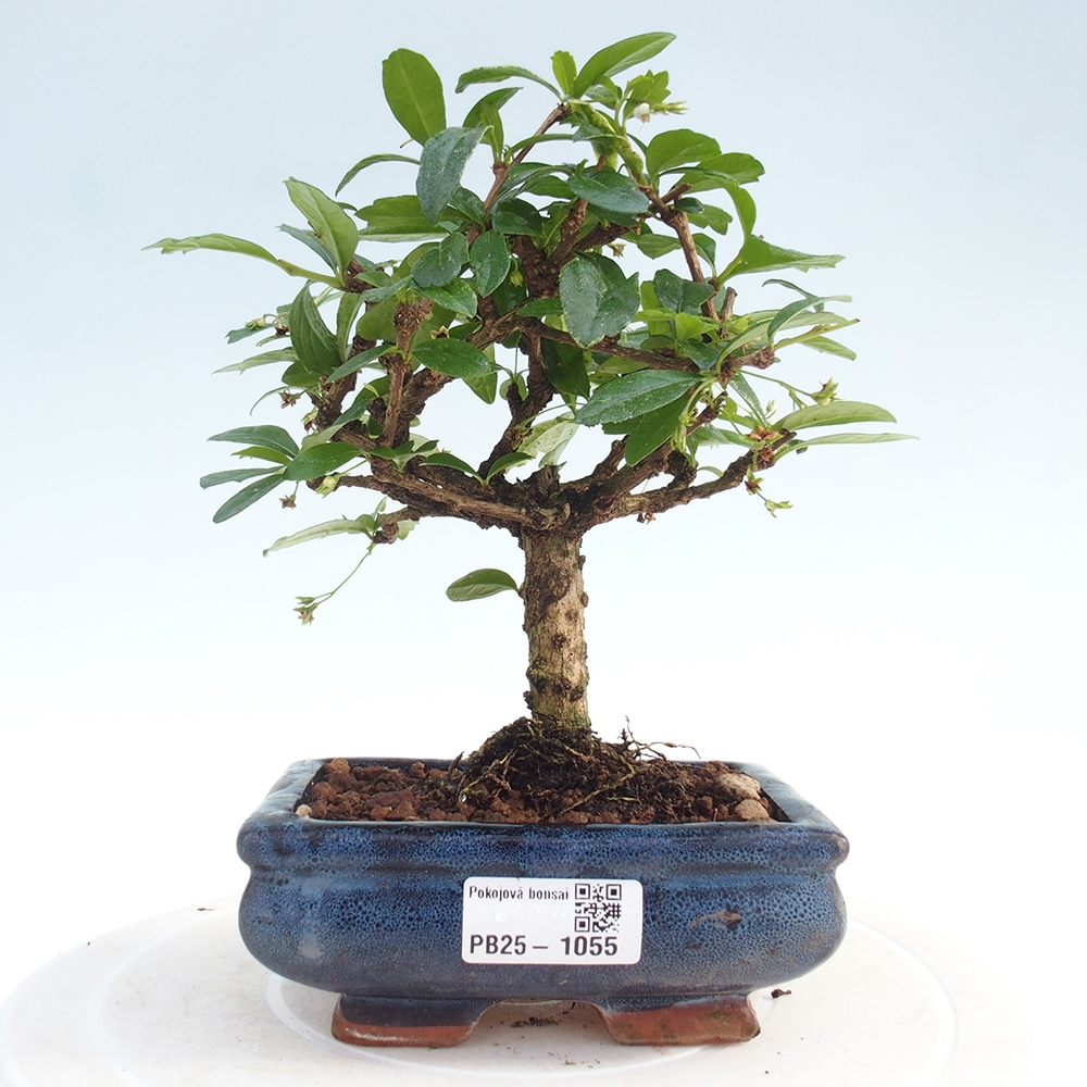 Pokojová bonsai - Carmona macrophylla - Čaj fuki