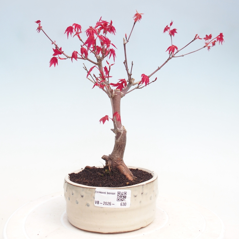 Venkovní bonsai - Javor dlanitolistý - Acer palmatum DESHOJO