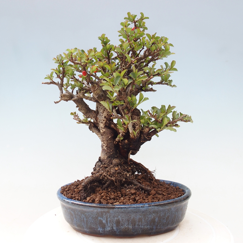 Venkovní  bonsai -  Chaneomeles speciosa - Kdoulovec ozdobný