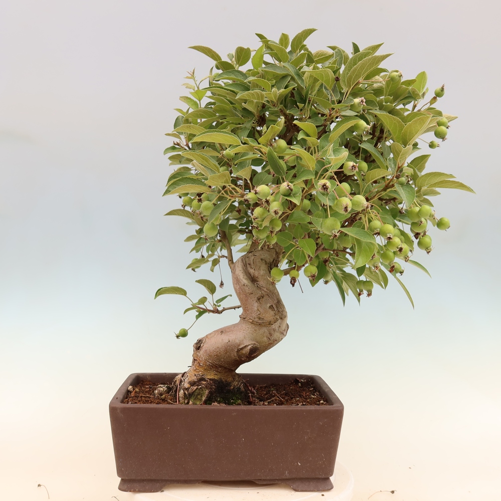 Venkovní bonsai -Malus halliana - Maloplodá jabloň