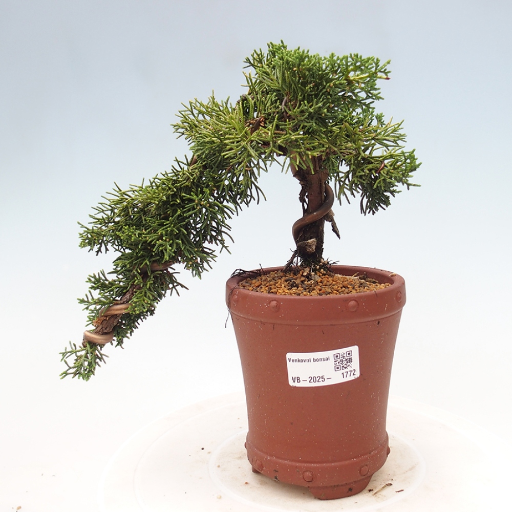 Venkovní bonsai - Juniperus chinensis Kishu -Jalovec čínský