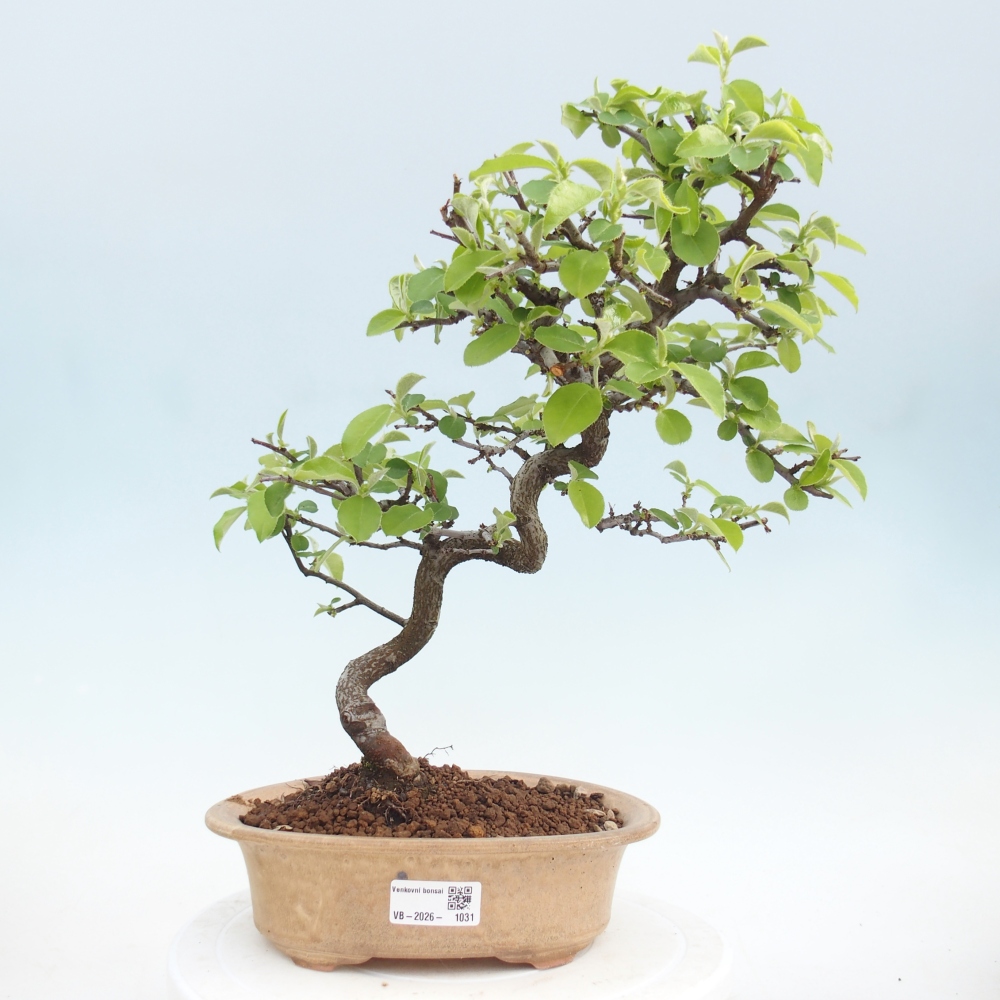 Venkovní  bonsai -  Chaneomeles chinensis - Kdoulovec čínsky