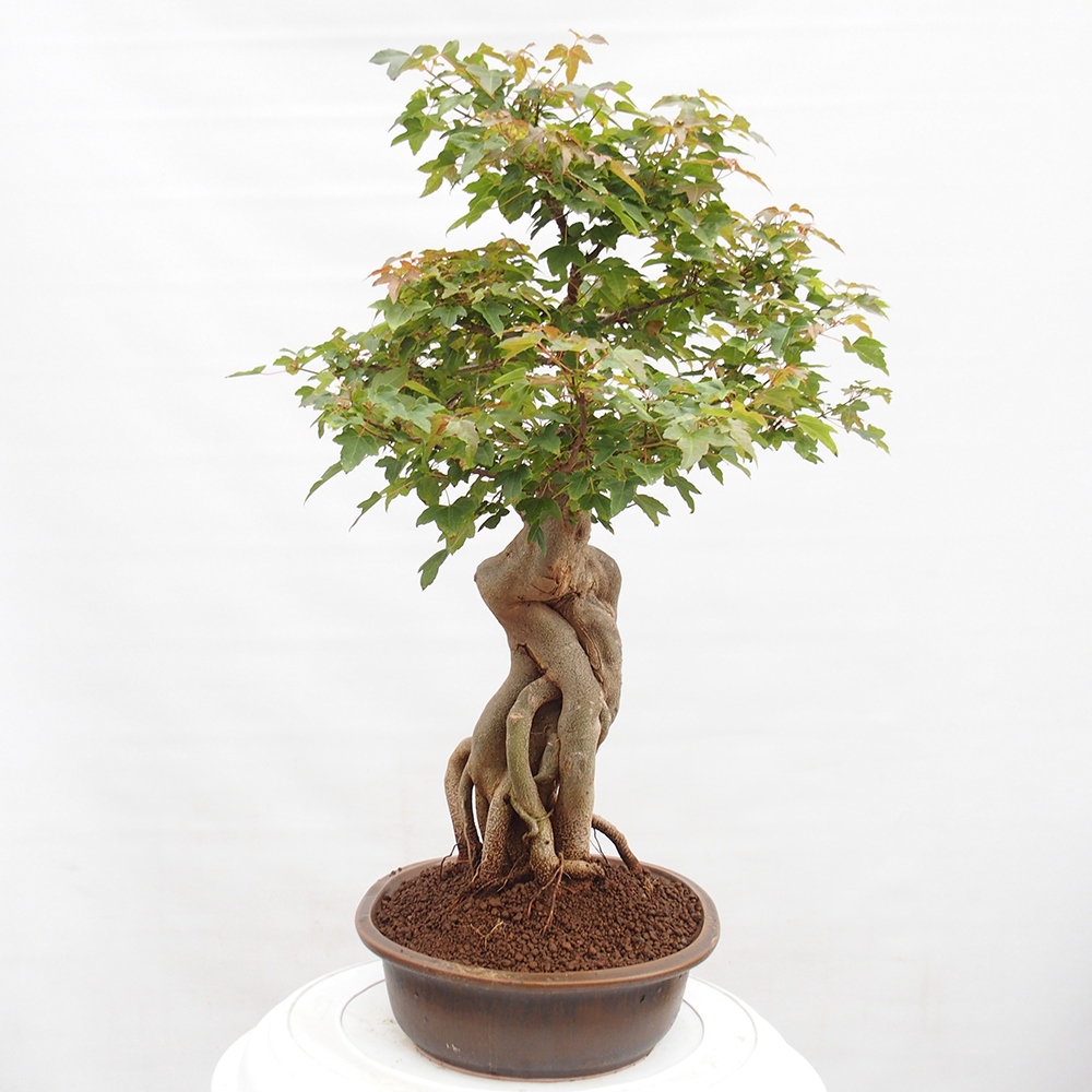 Venkovní bonsai - Acer Buergerianum - Javor Burgerův