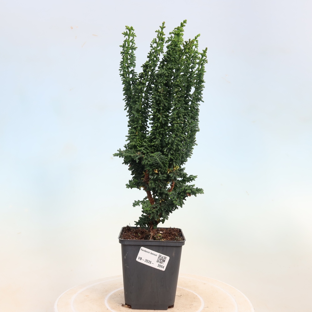 Venkovní bonsai - Cham. obtusa SEKKA HINOKI - Cypřišek