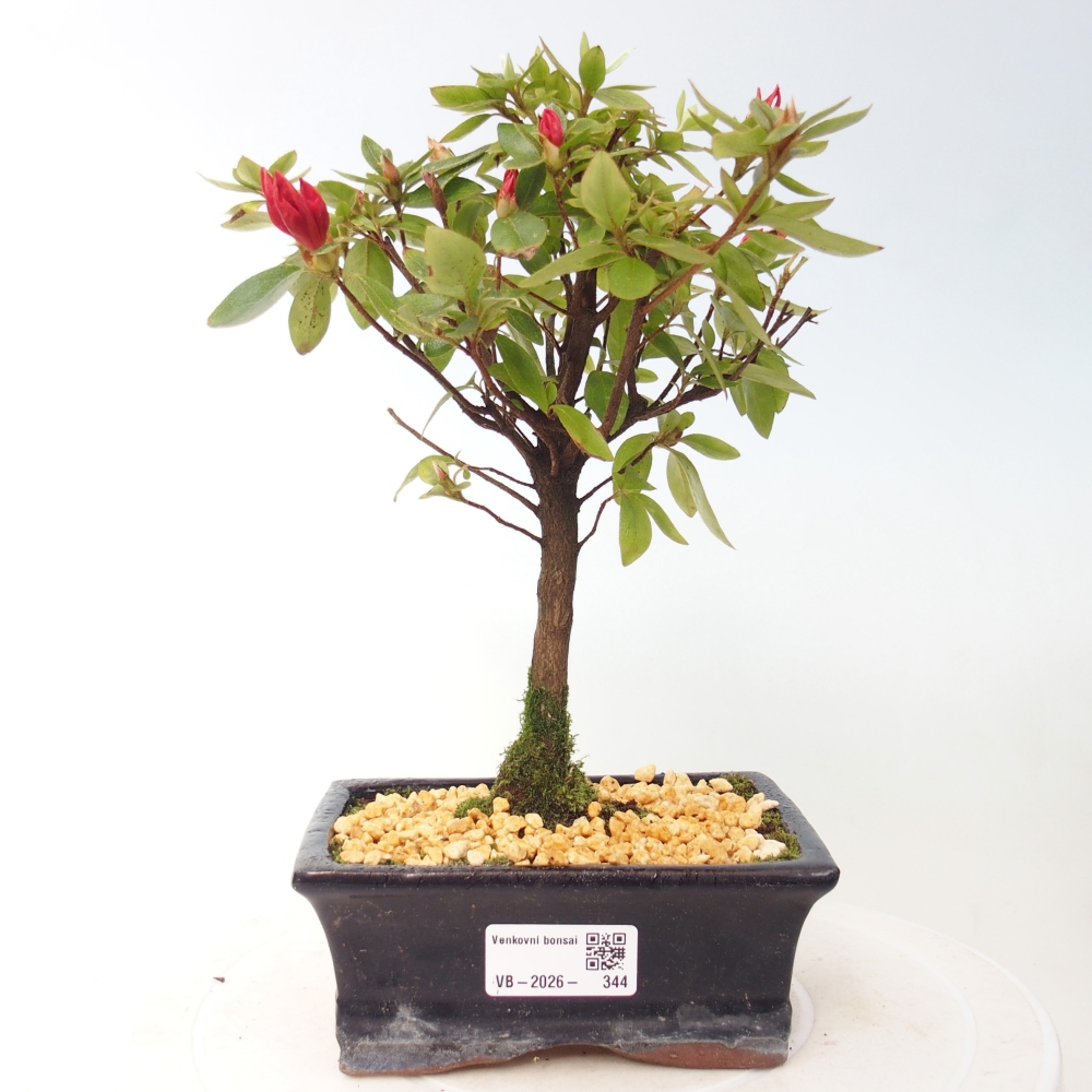 Venkovní bonsai - Japonská azalka - Azalea sp.