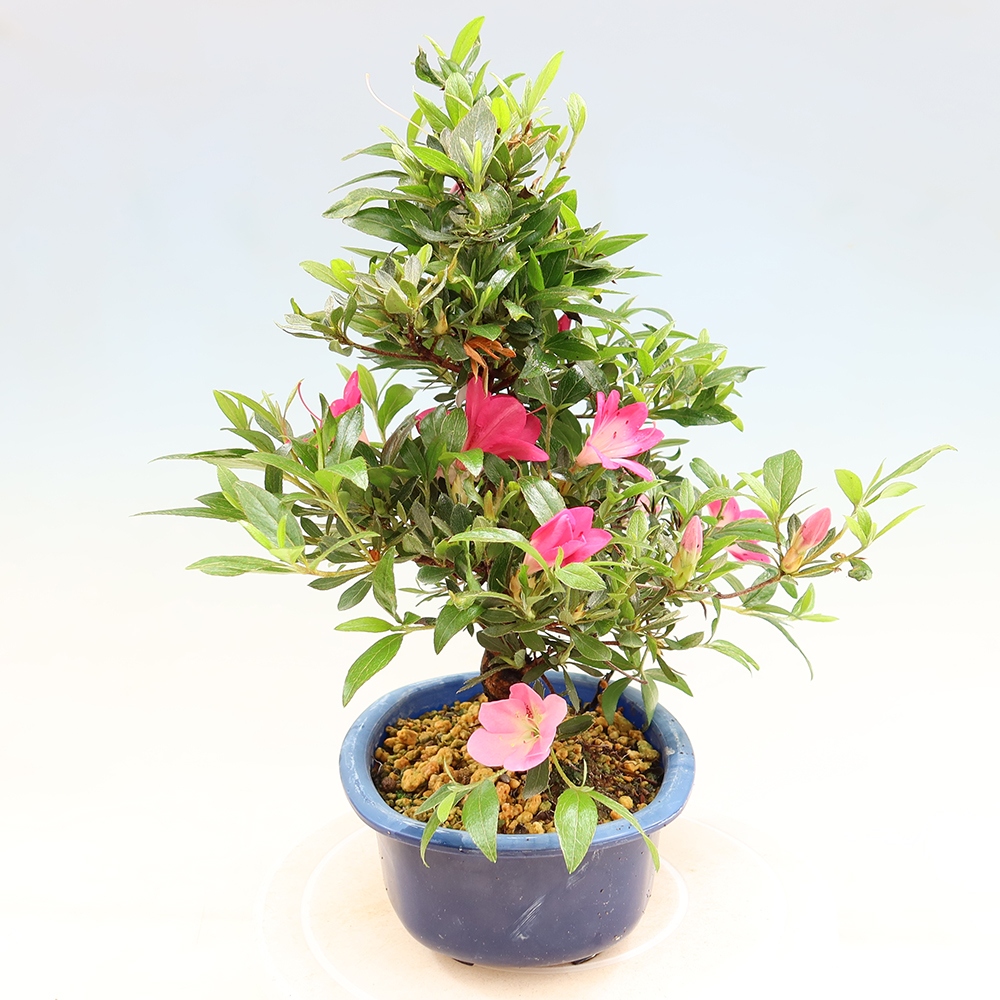 Venkovní bonsai - Japonská azalka - Azalea Reiko