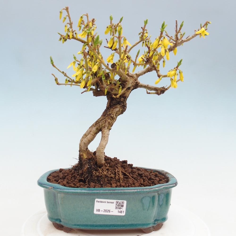 Venkovní bonsai - Zlatice - Forsythia koreana