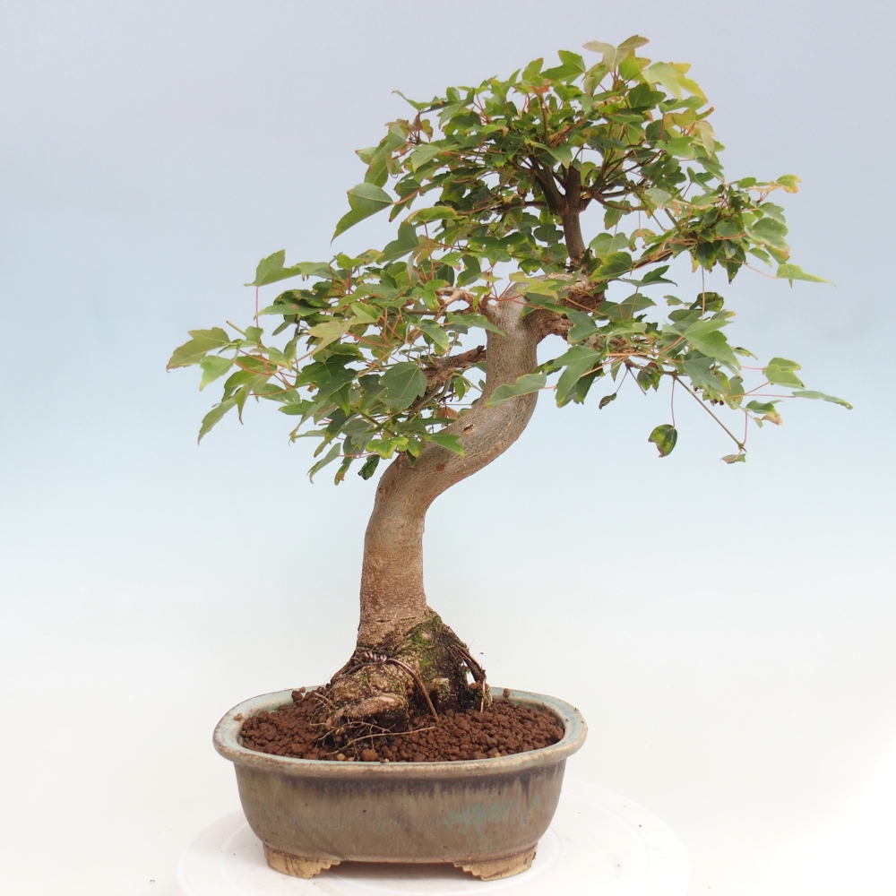 Venkovní bonsai - Acer Buergerianum - Javor Burgerův