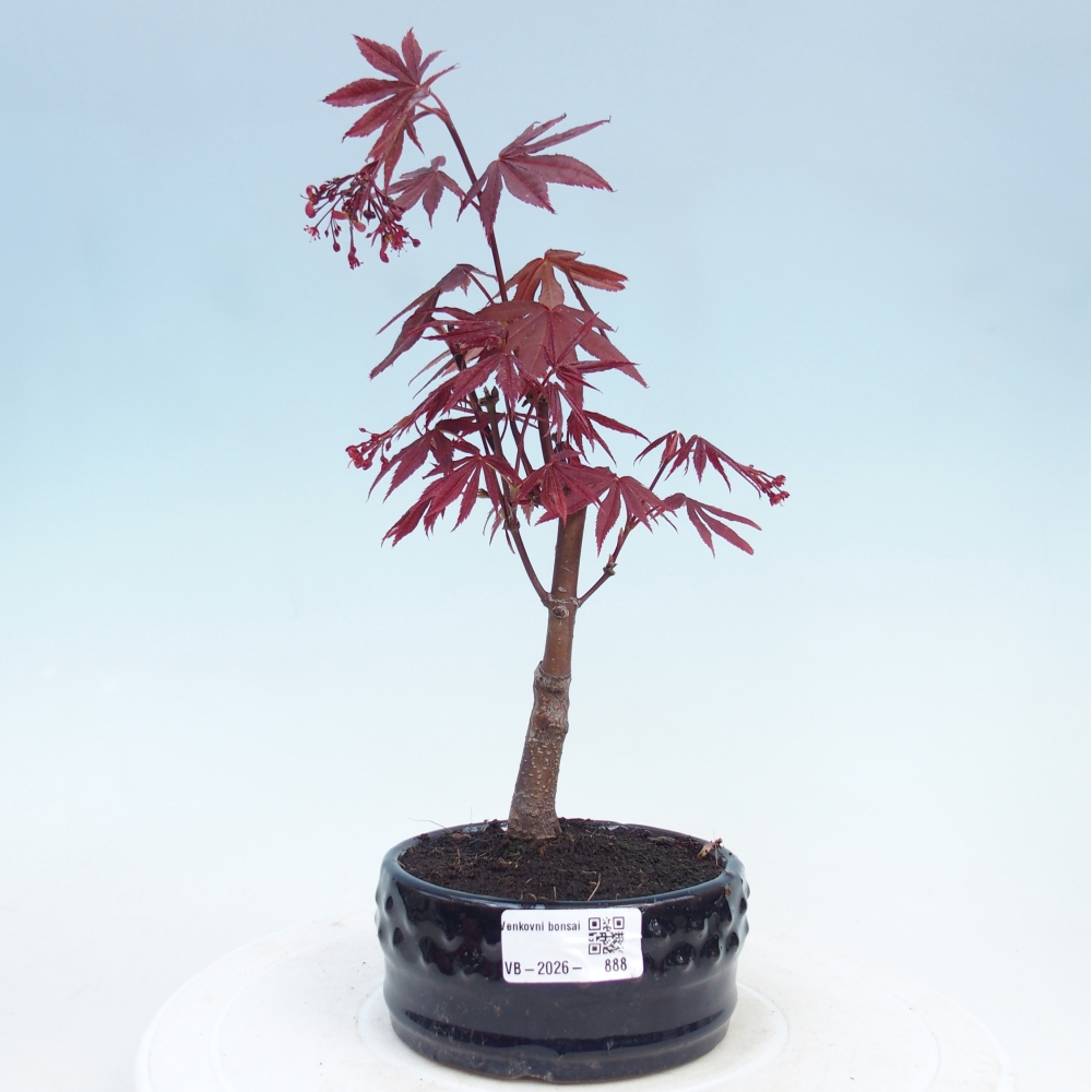Venkovní bonsai - Acer palm. Atropurpureum-Javor dlanitolistý