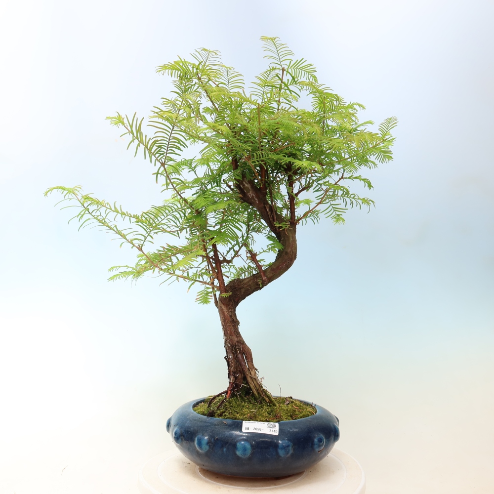 Venkovní bonsai - Metasequoia glyptostroboides - Metasekvoje čínská