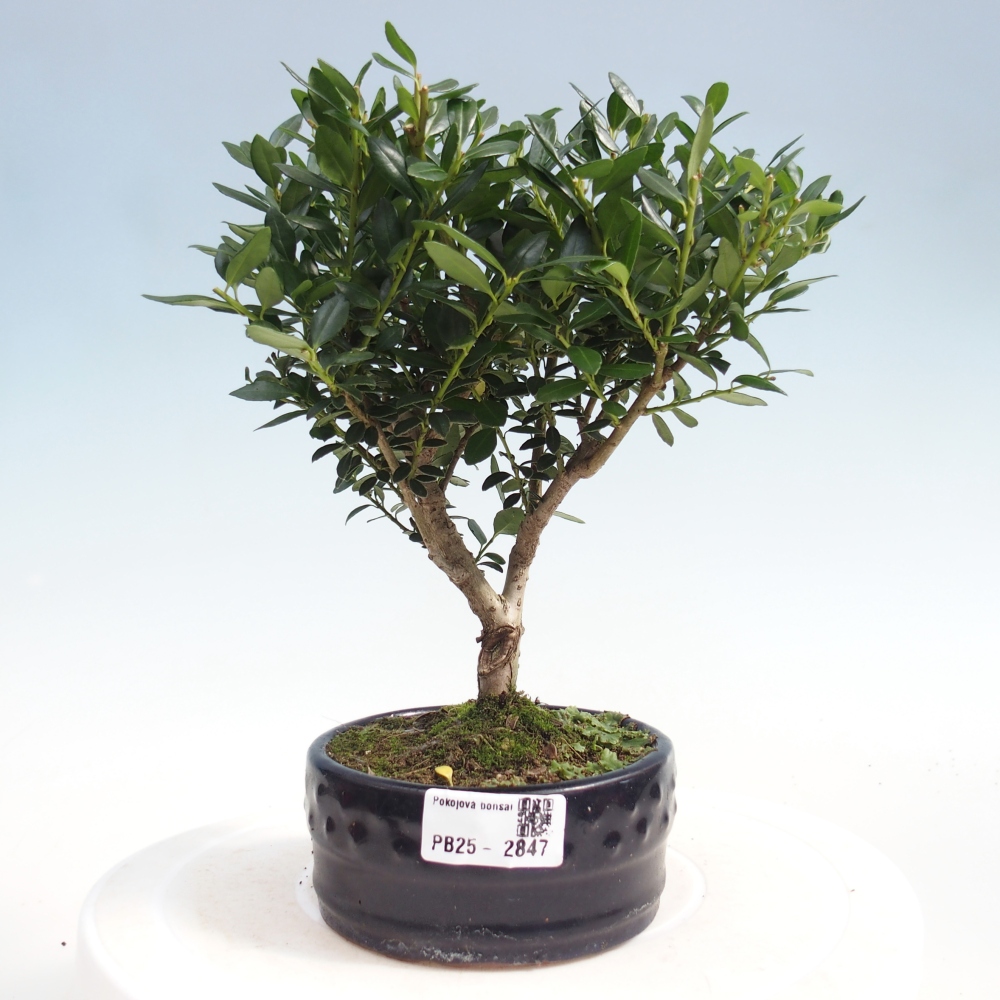 Pokojová bonsai - Ilex crenata - Cesmína