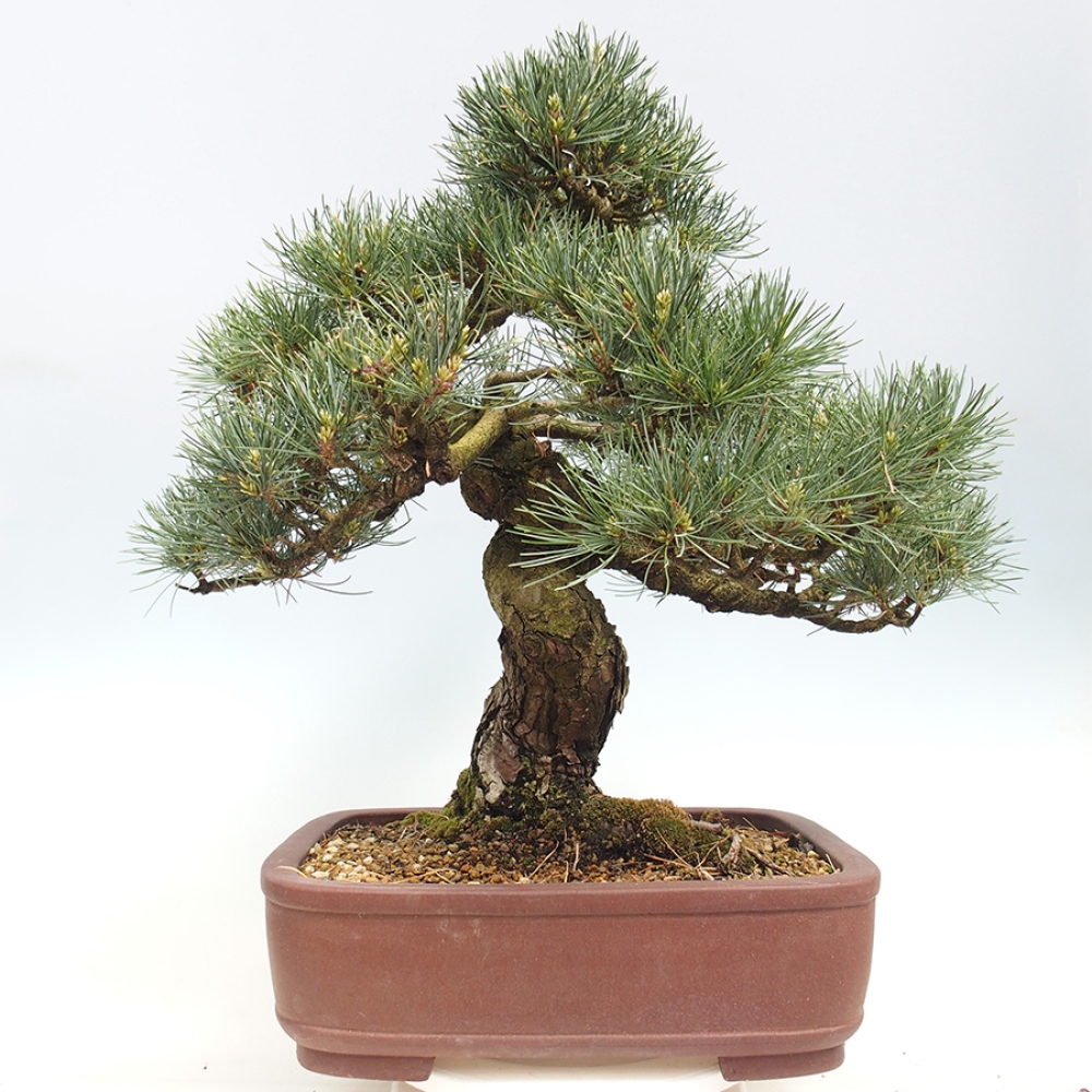 Venkovní bonsai - Pinus parviflora - Borovice drobnokvětá