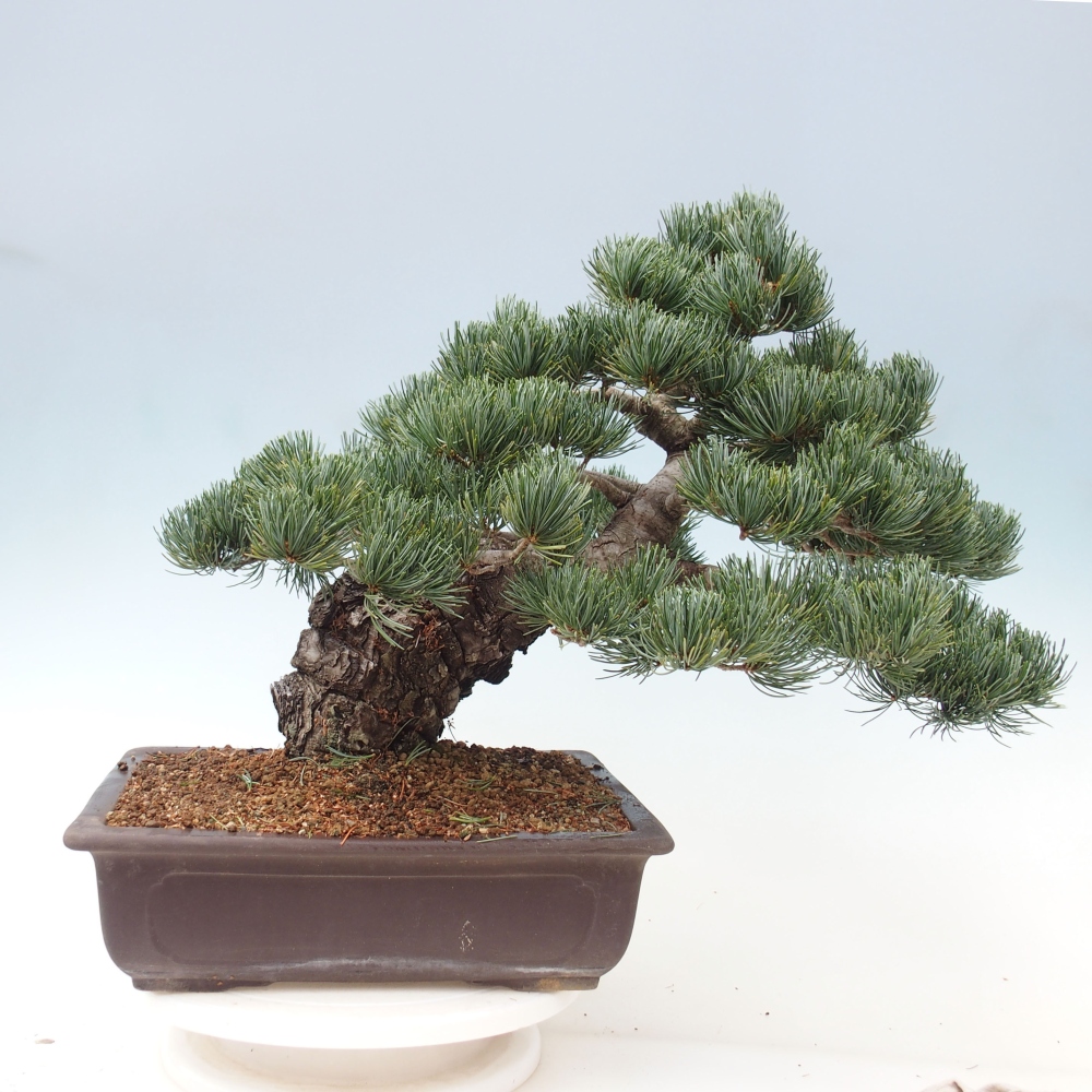 Venkovní bonsai - Pinus parviflora - Borovice drobnokvětá