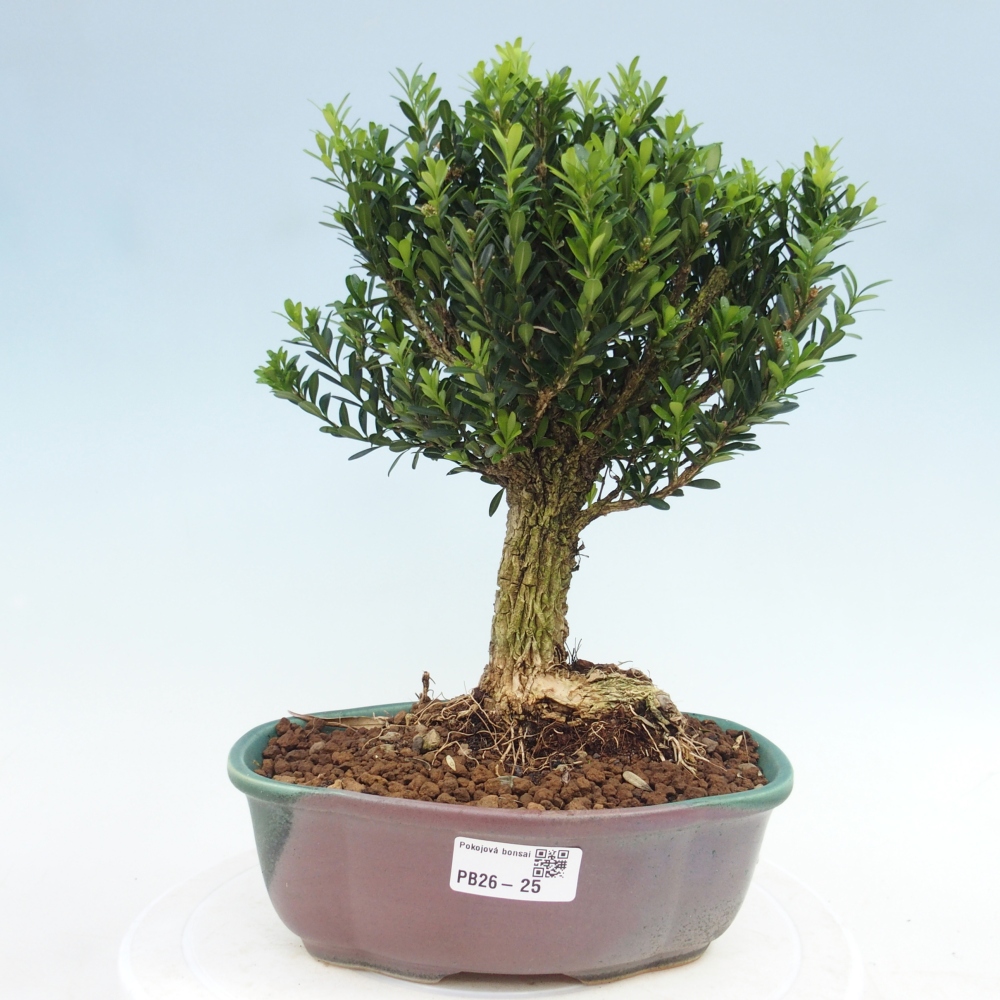 Pokojová bonsai - Buxus harlandii - korkový buxus