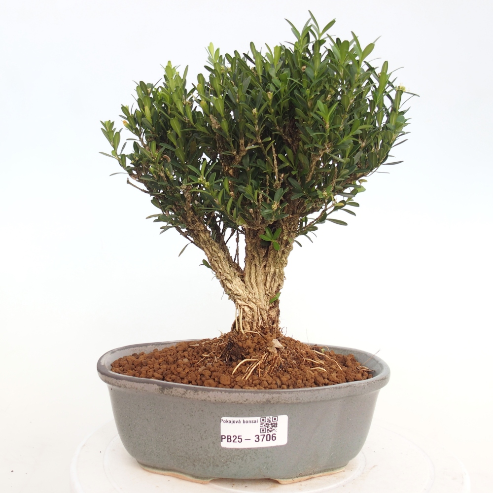 Pokojová bonsai - Buxus harlandii - korkový buxus