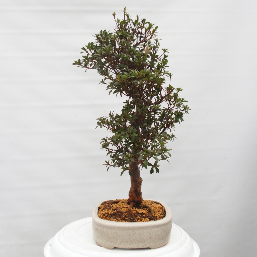 Venkovní bonsai - Japonská azalka - Azalea Hanatsuzuri