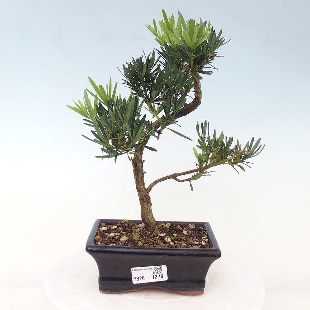 Pokojová bonsai - Podocarpus - Kamenný tis