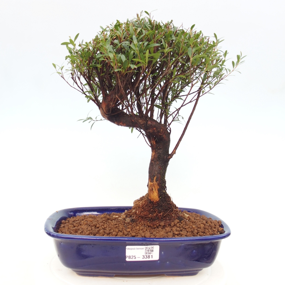 Pokojová bonsai - Syzygium - Pimentovník