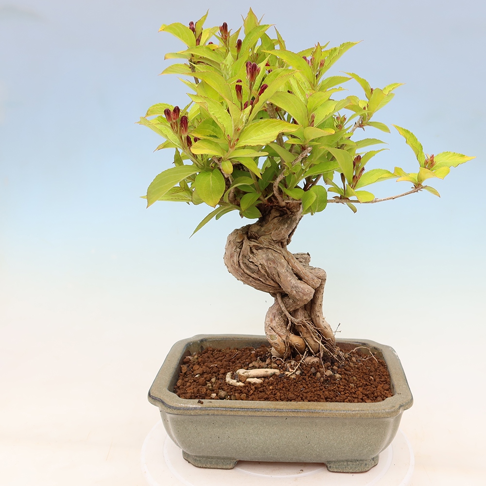 Venkovní bonsai - Weigela subsessilis - Vajgélie korejská