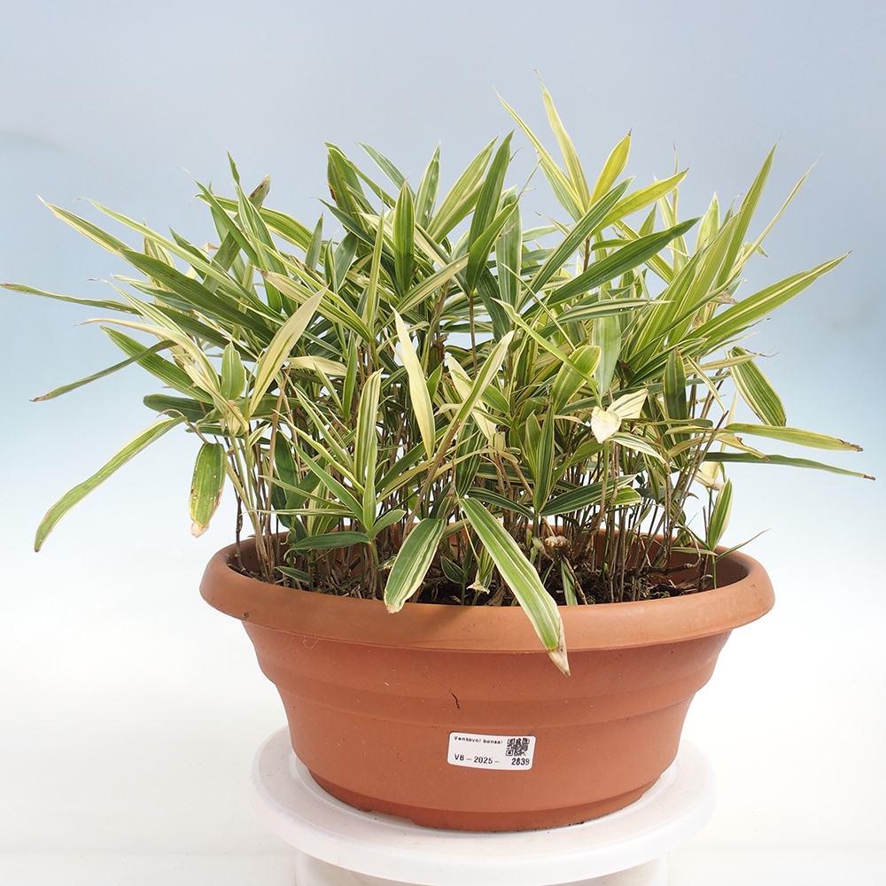 Venkovní bonsai - Sasaella masamuneana Albostriata - Bambus panašovaný
