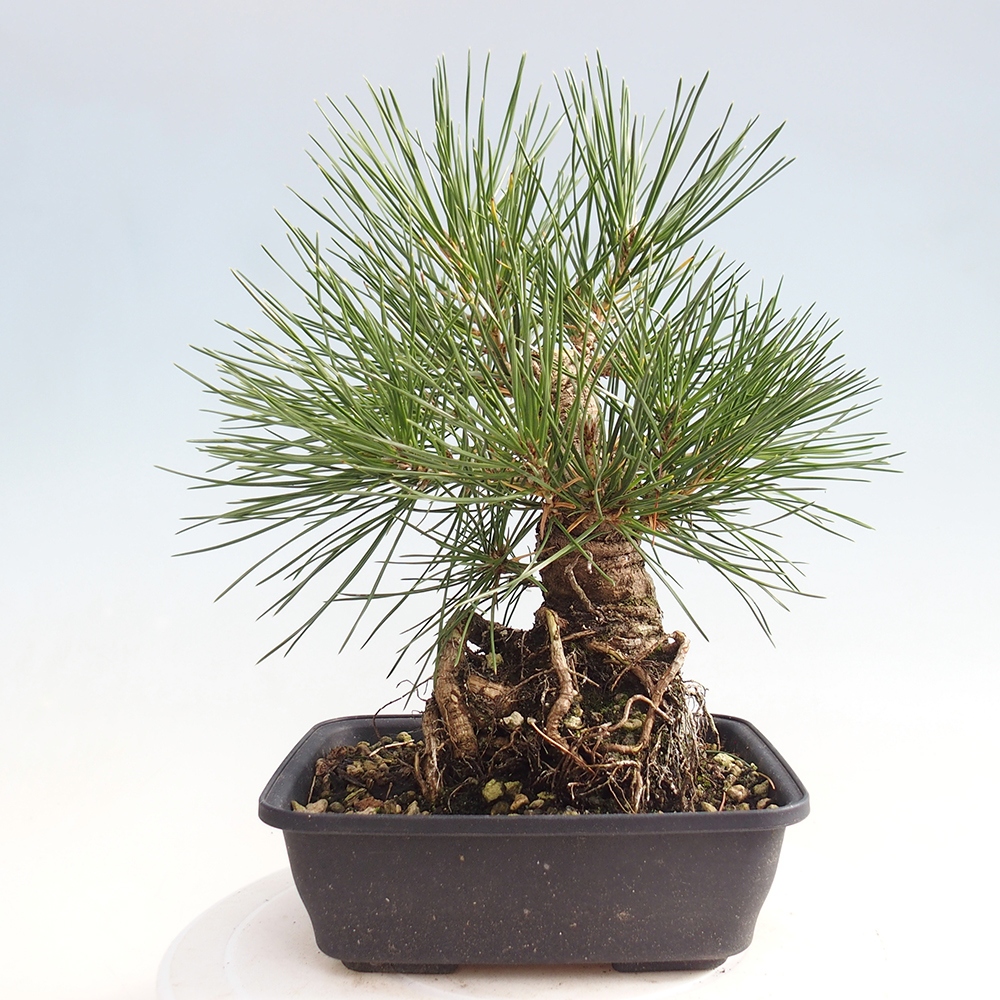 Venkovní bonsai - Pinus thunbergii - Borovice thunbergova