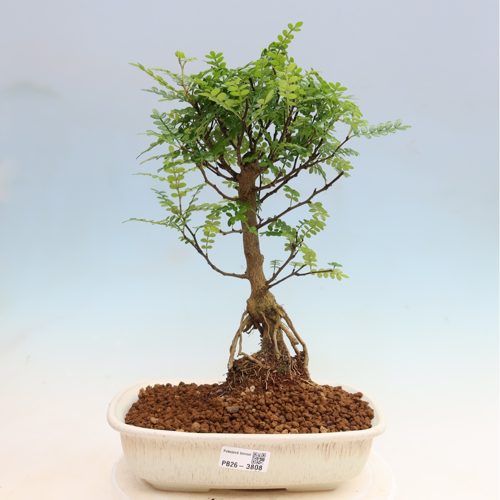 Pokojová bonsai - Zantoxylum piperitum - Pepřovník