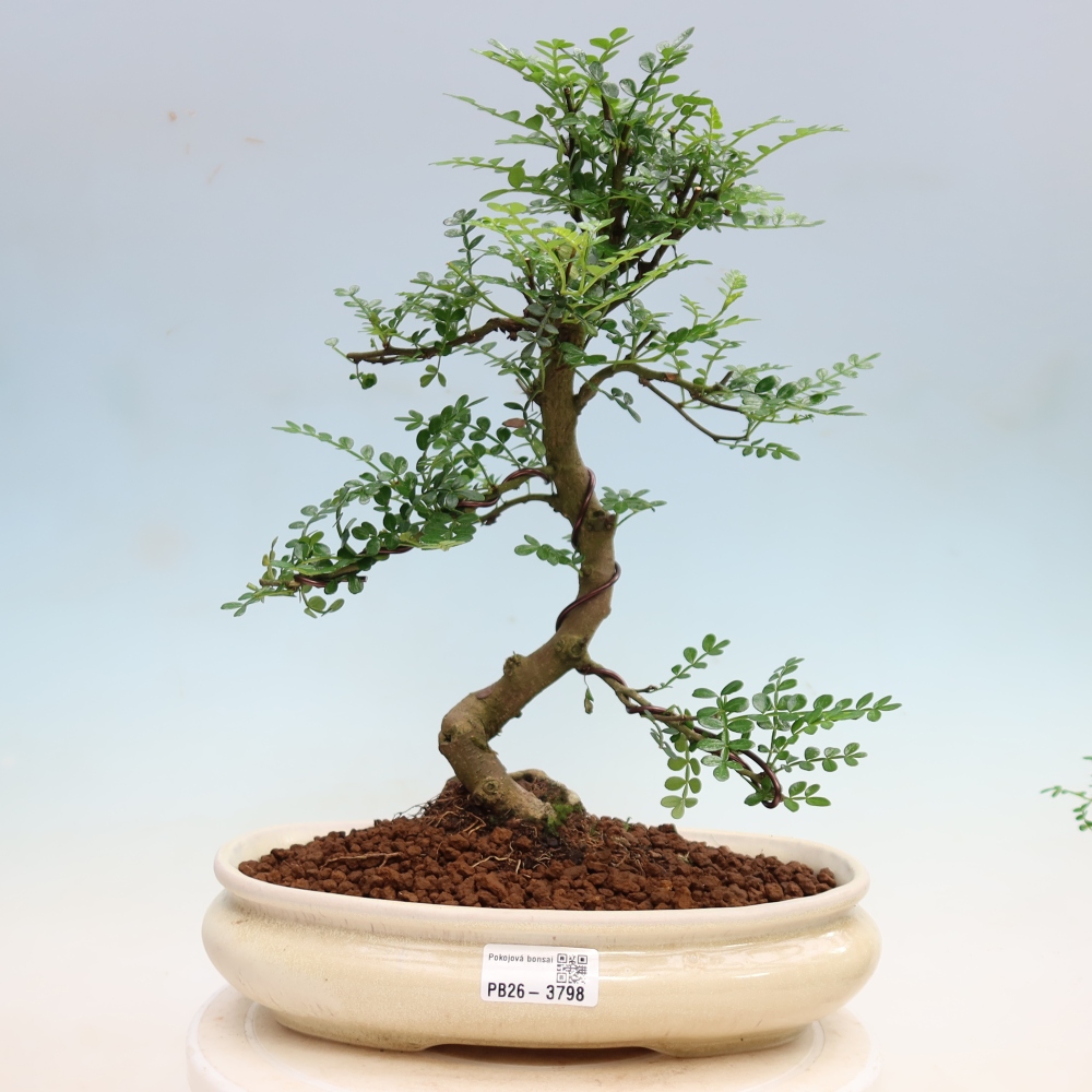 Pokojová bonsai - Zantoxylum piperitum - Pepřovník