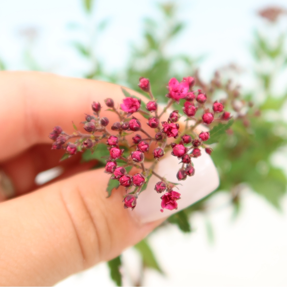 Venkovní bonsai - tavolník japonský - Spirea japonica Anthony Waterer
