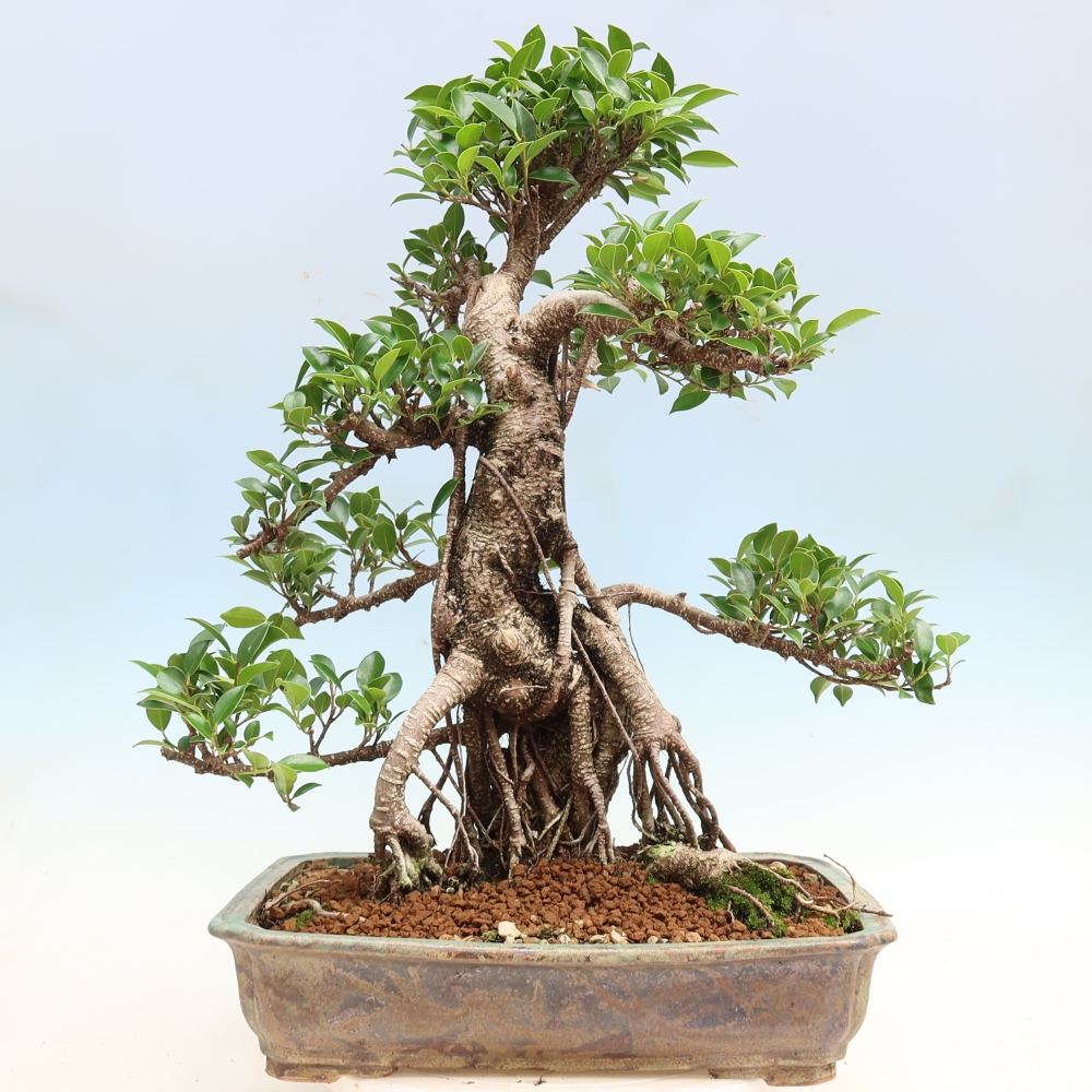 Pokojová bonsai - Ficus kimmen -  malolistý fíkus