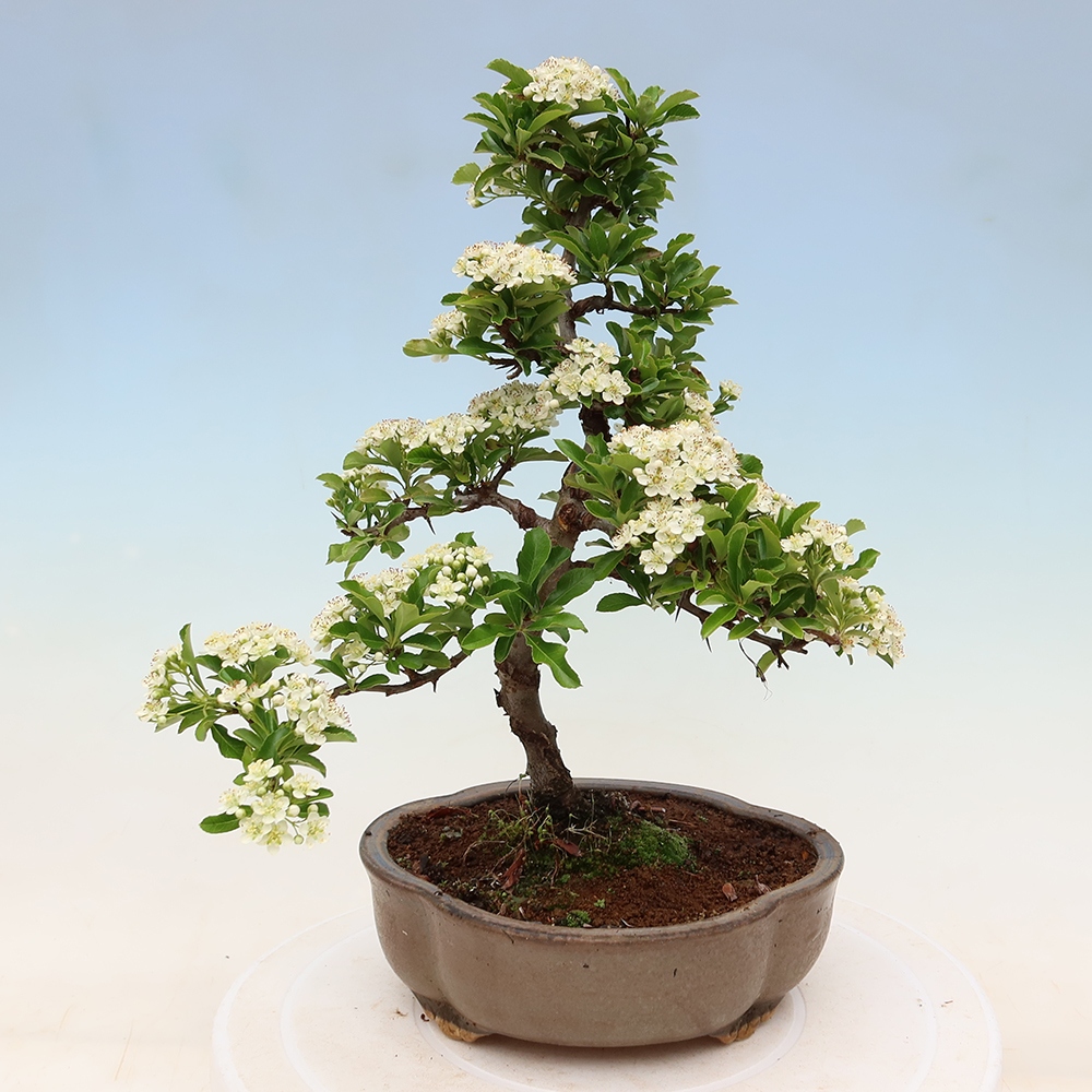 Venkovní bonsai - Pyracantha teton - Hlohyně šarlatová