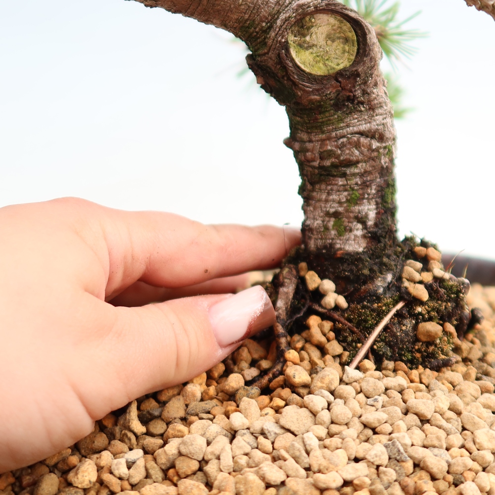 Venkovní bonsai - Pinus mugo Humpy  - Borovice kleč