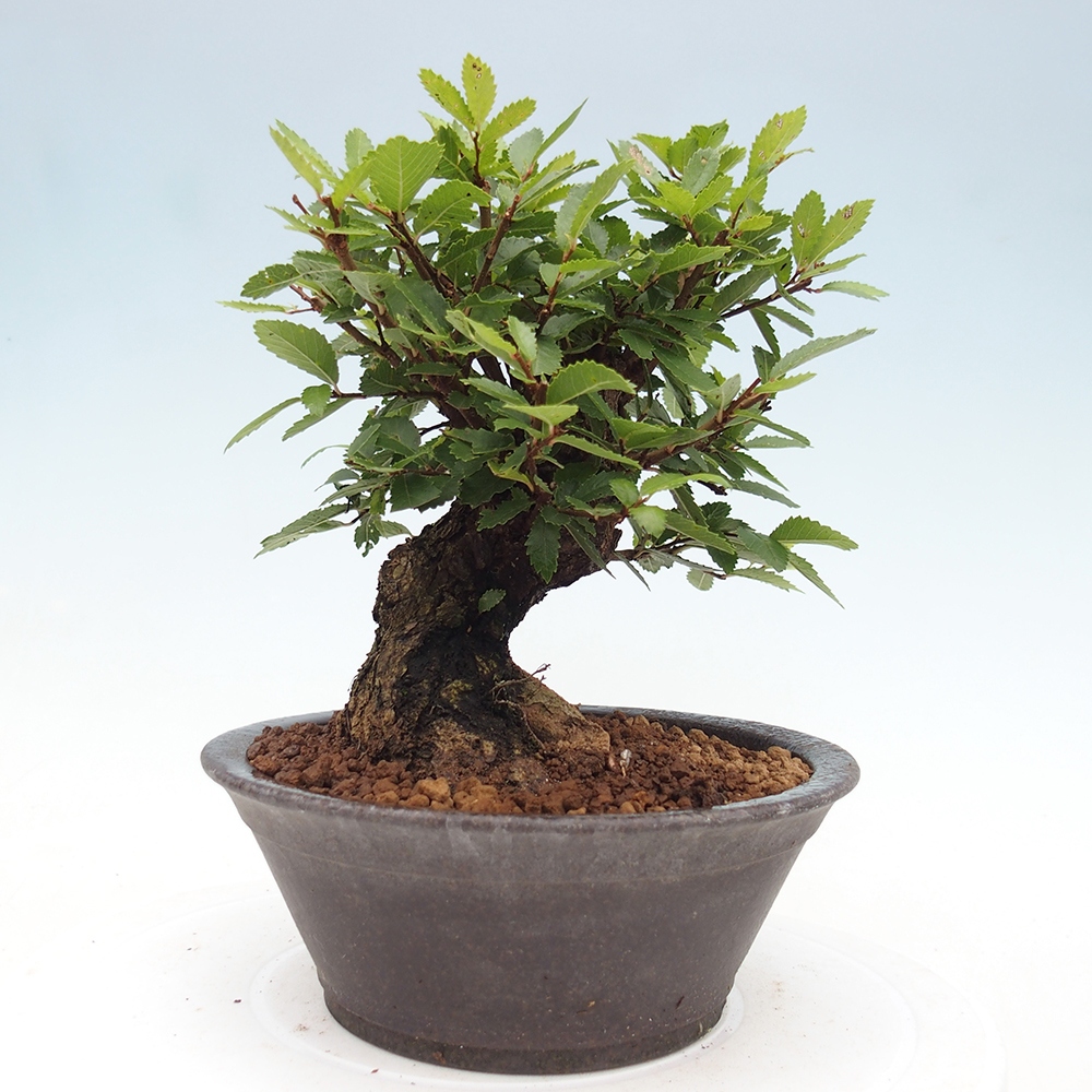 Venkovní bonsai - Zelkova - Zelkova NIRE