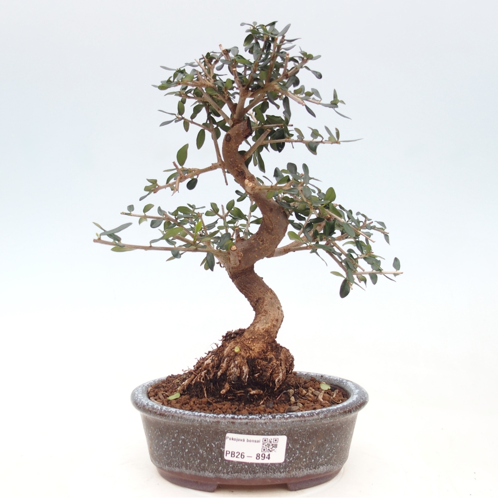 Pokojová bonsai - Olea europaea sylvestris -Oliva evropská drobnolistá
