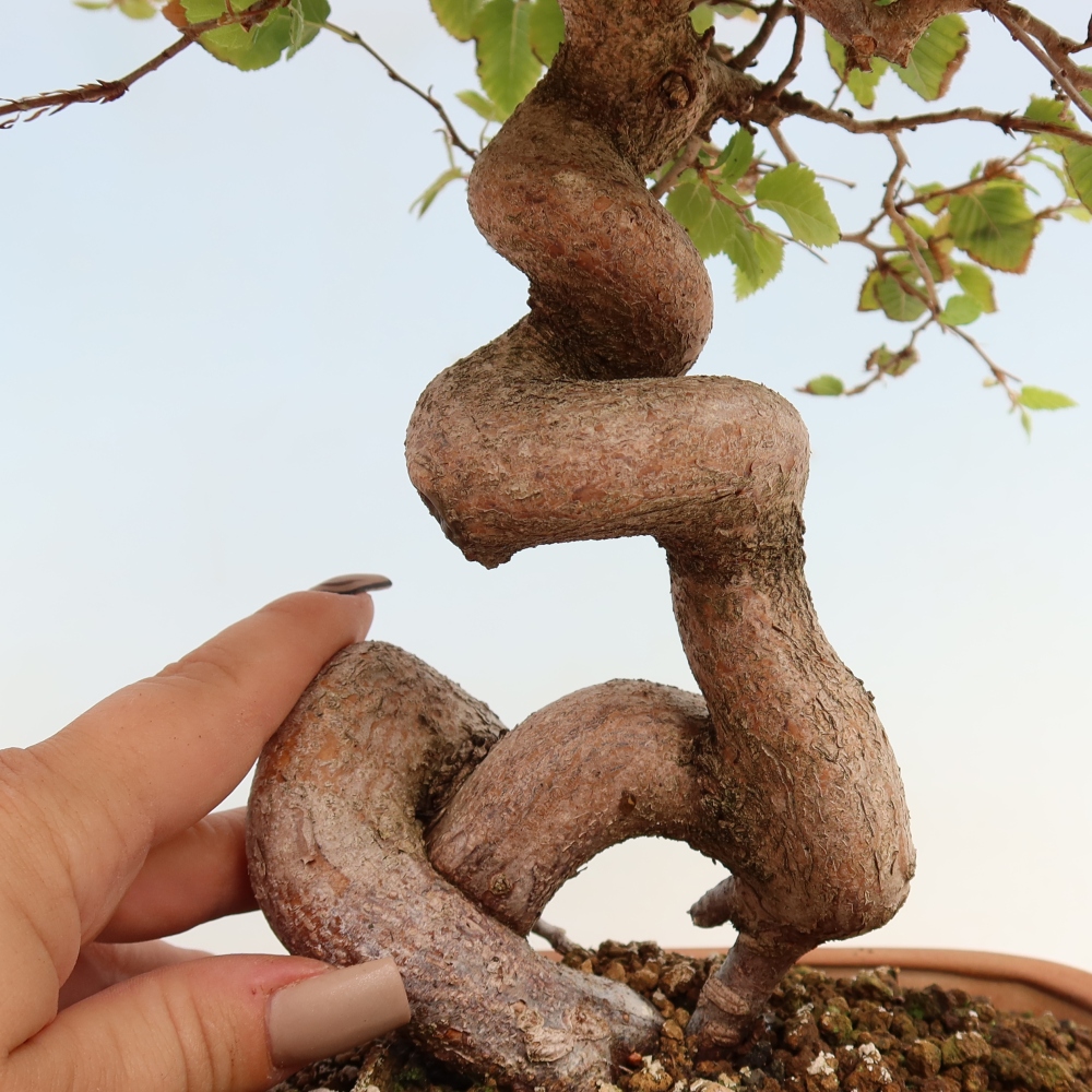 Venkovní bonsai -Carpinus CARPINOIDES - Habr korejský