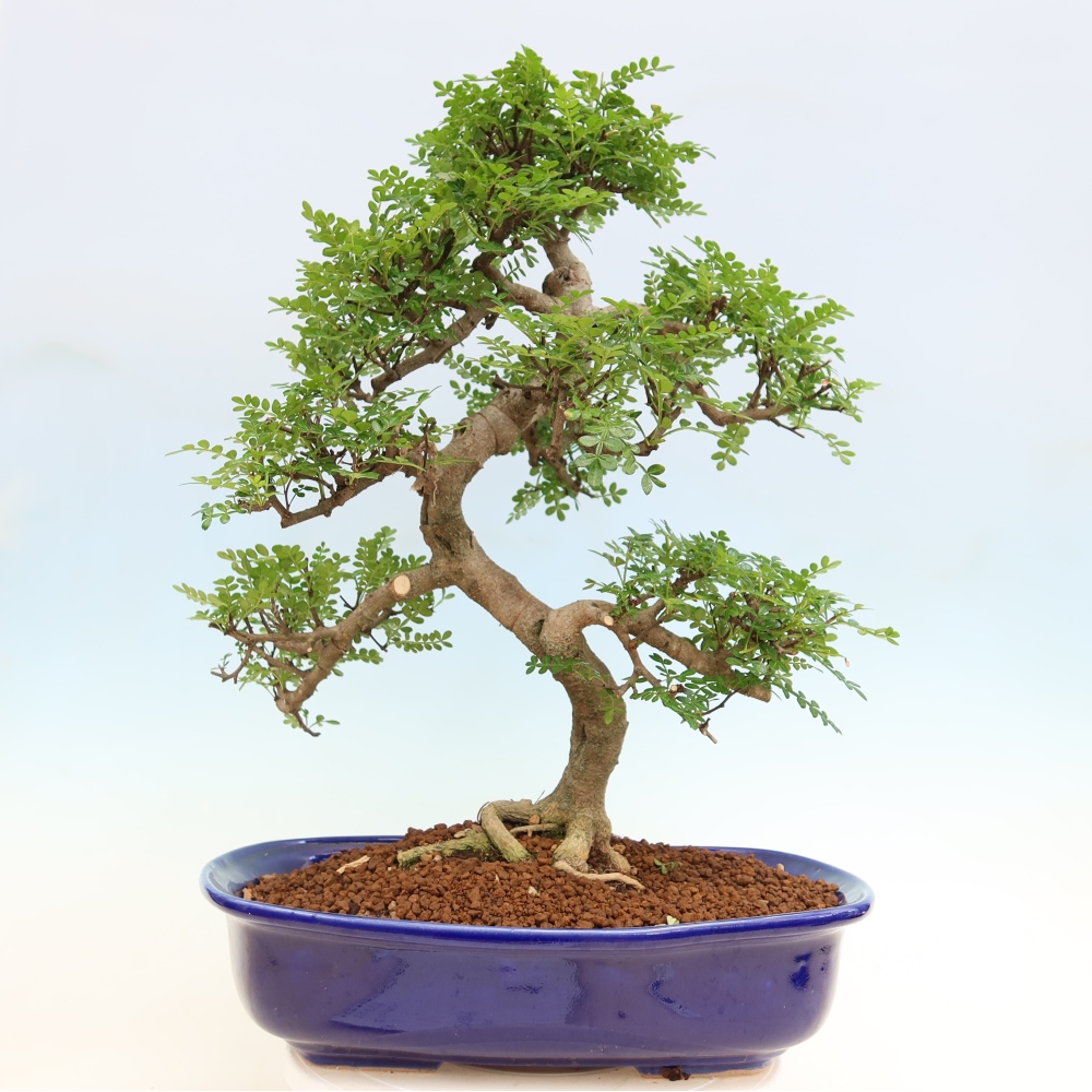 Pokojová bonsai - Zantoxylum piperitum - pepřovník