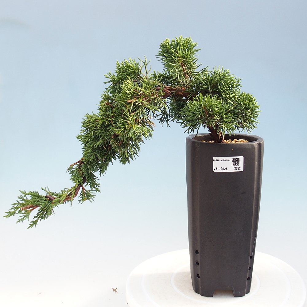 Venkovní bonsai - Juniperus chinensis Kishu -Jalovec čínský