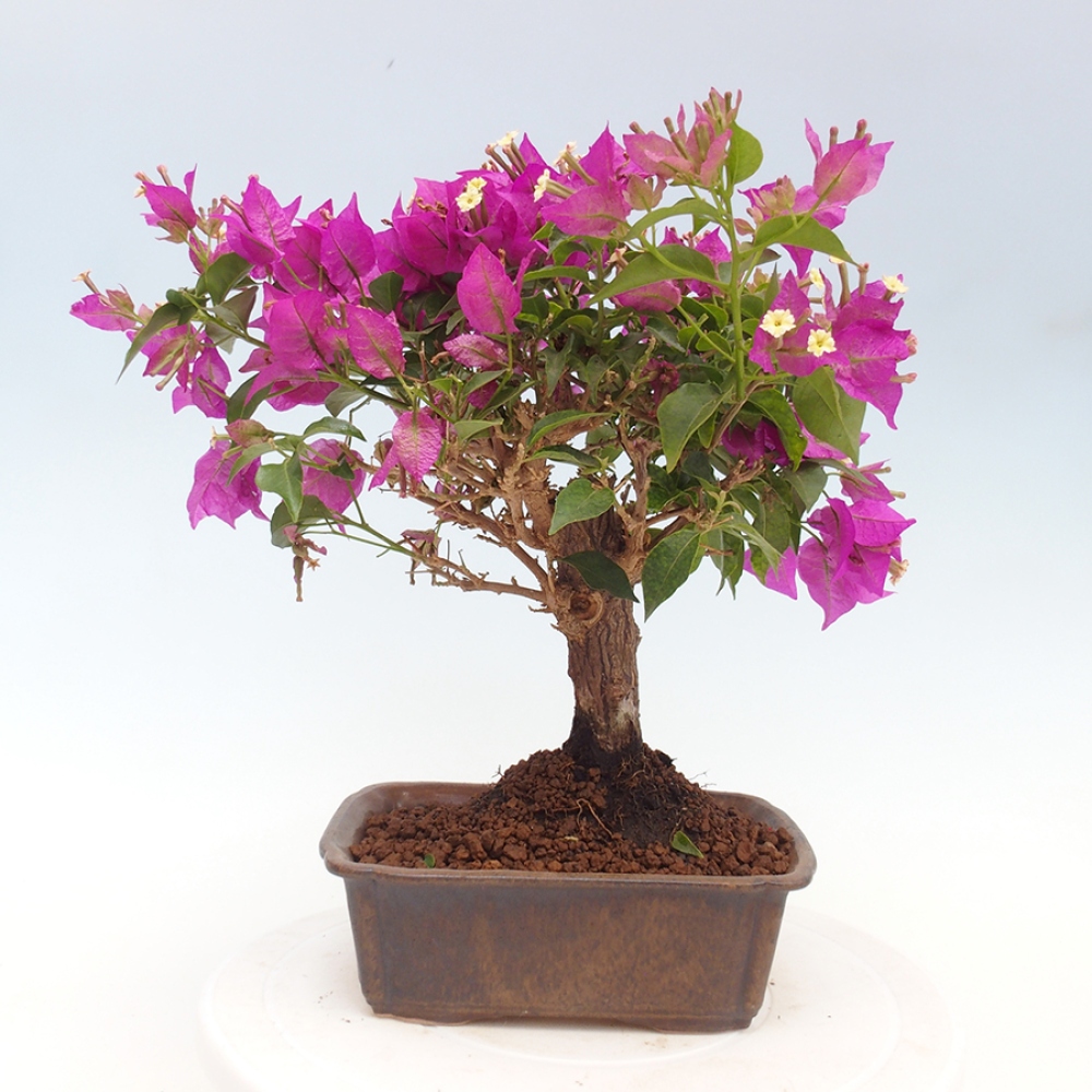 Pokojová bonsai - Bouganwilea