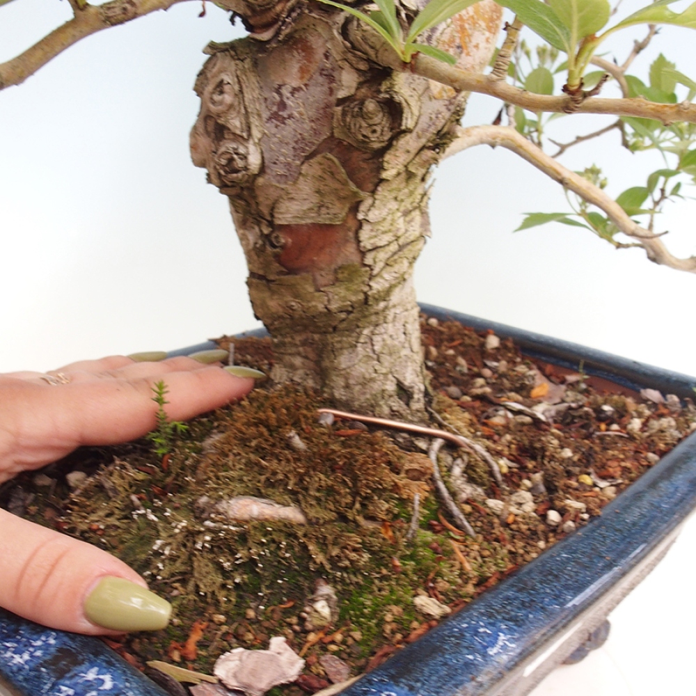 Venkovní bonsai - Hloh klínovitý - Crataegus cuneata