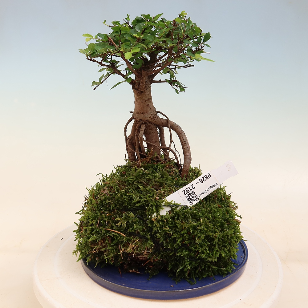 Kokedama s podmiskou - Ulmus parvifolia- malolistý jilm