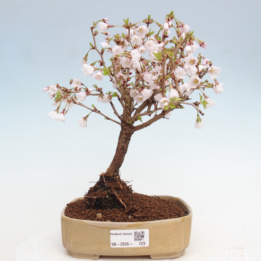 Venkovní bonsai - Prunus incisa Kojou-no mai-Slivoň vyříznutá